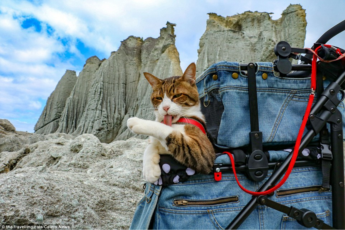 Tevreden klanten die met een kat reizen