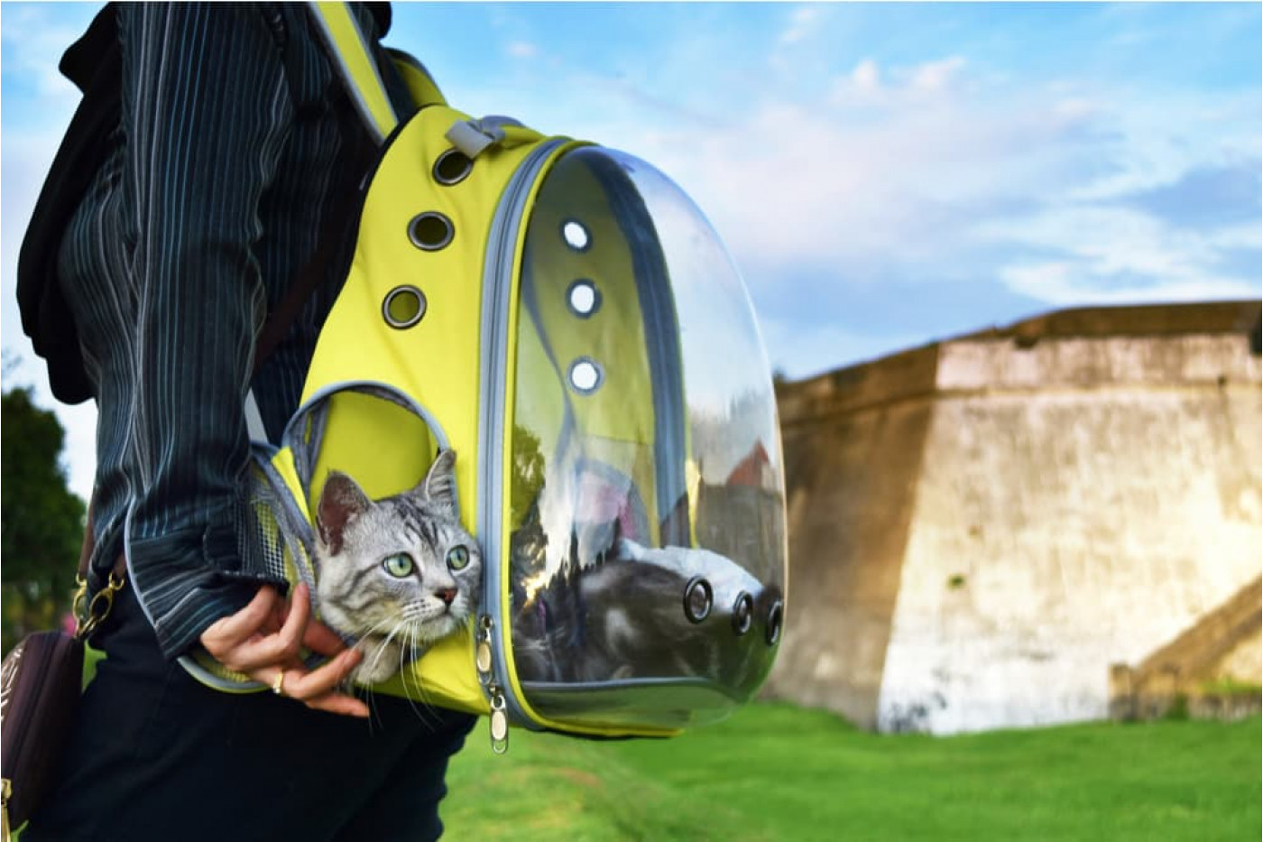 Tevreden klanten die met een kat reizen
