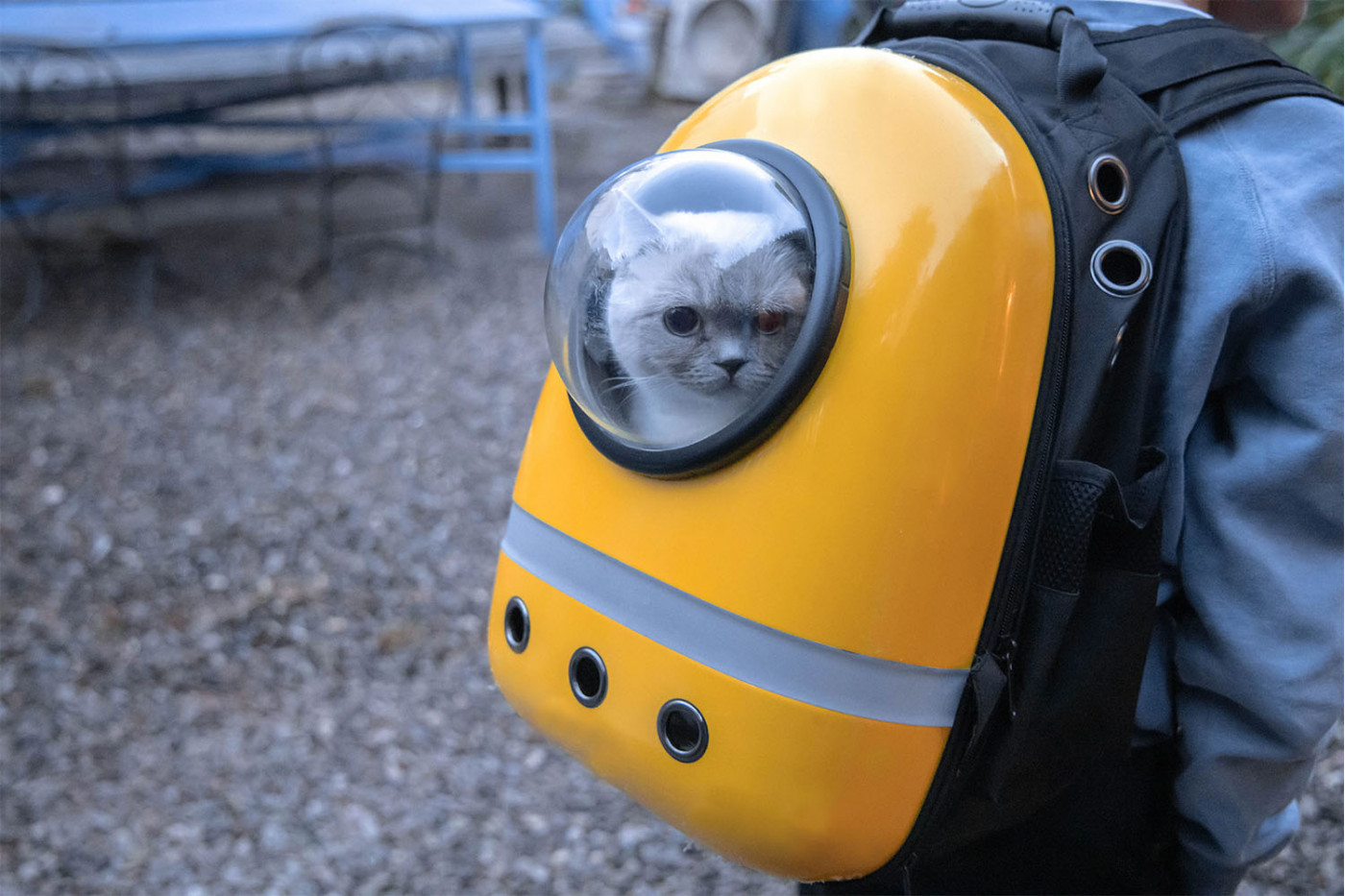 Tevreden klanten die met een kat reizen