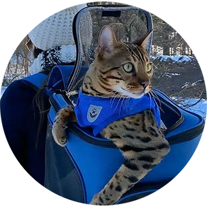 Kat gaat graag wandelen in een kattenrugzak