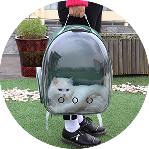 Kat gaat graag wandelen in een kattenrugzak